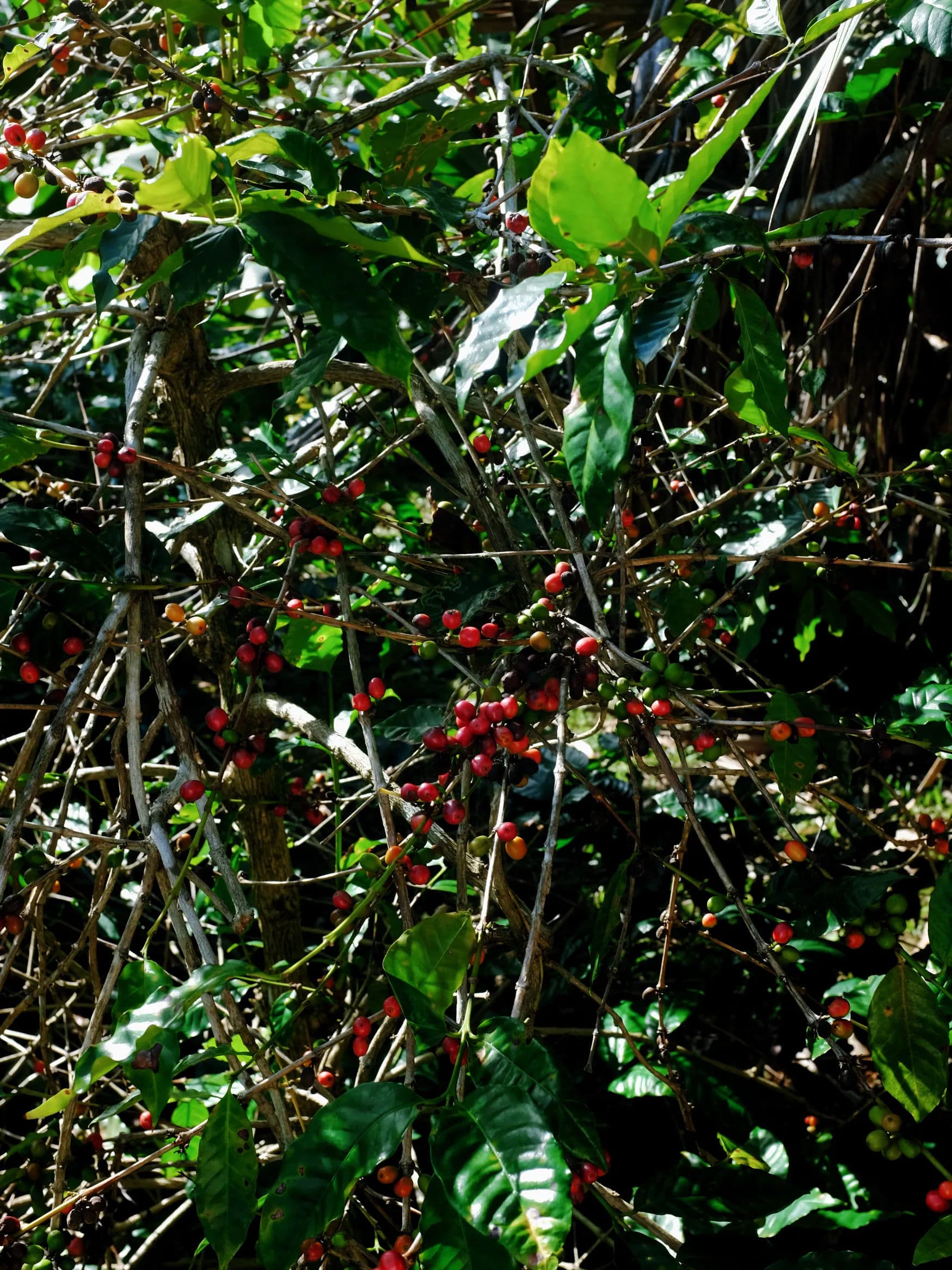 Coffee roasting process