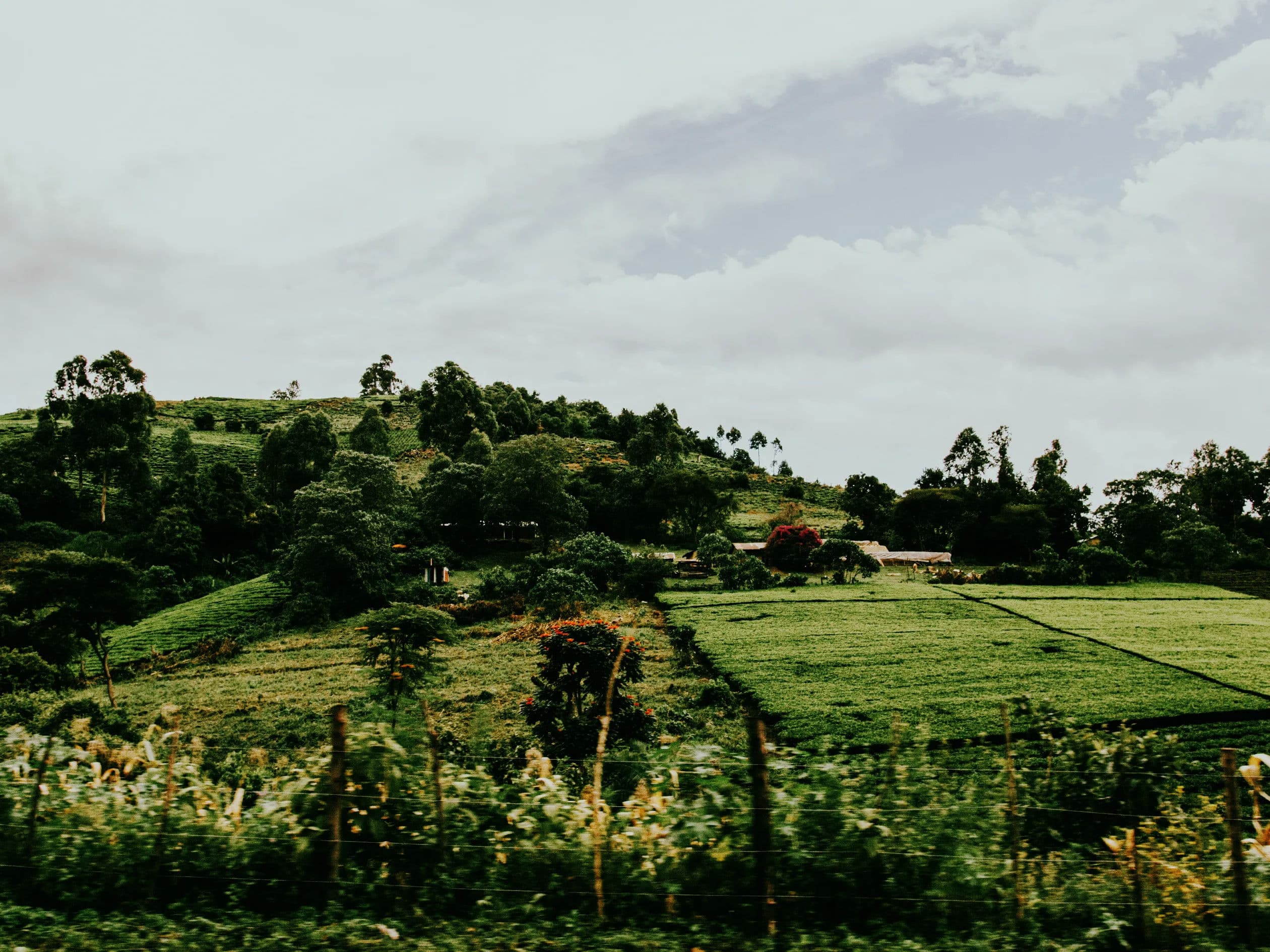 Coffee cherries growing on the plant